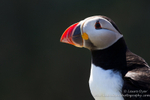Curious puffin portrait
