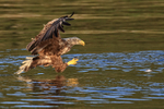White-tailed Sea-Eagle final gliding approach to fish in green water
