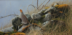 SPRINGWATCH. GREY PARTRIDGE