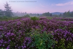 Carpet of Color