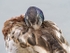 Slimbridge-10