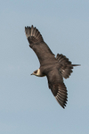Arctic Skua
