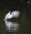 Black Headed Gull