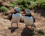 Puffins, Skomer Island