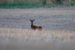 Roe Deer