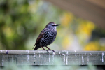 Starling _AGT075