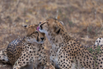 Cheetah Clean 2