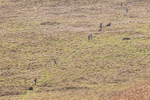 Black Combe-8
