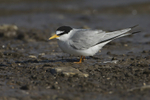 Little Tern