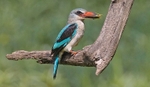 Woodland Kingfisher