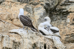 Young Peruvian Boobies with down feathers, Chanaral Island, Chile