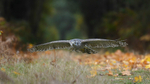 Goshawk
