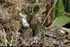Grassnake Forked Tongue 