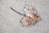COTTONWOOD LEAf, DECEMBER - LONG POINT BEACH