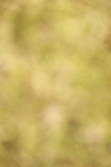 SBM_00784