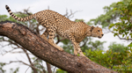 Cheetah in tree
