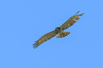 Short-toed Eagle  1604-10516