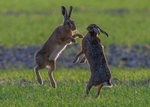 Brown Hares