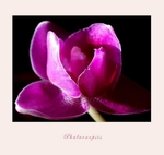 Phalaenopsis
