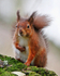 Red Squirrel sat on a moss-covered log on Brownsea Island