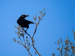 Carrion Crow