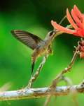 Long-billed Hermit portfolio