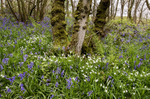 Bluebells  and Stitchwort, Helmeth Hill