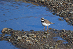 Ringed Plover