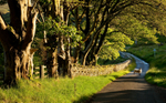 The Druidale Road
