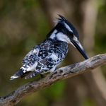 Pied Kingfisher portfolio