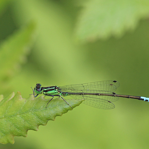Eastern Forktail - adult male