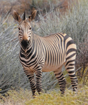 Mountain Zebra 