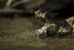Dippers, North Wales