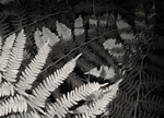 Fern  Leaves Abstract in Black and White