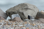 White Wagtail