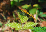 Ruddy Darter
