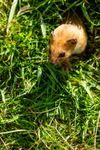stoat Mustela erminea-1087