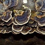 Rainbow bracket fungus (Trametes versicolor)
