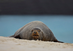 Galápagos Beachmaster 1