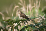 Skylark 3 ,  _AGT065