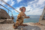 Barbary Macaques on the Rock of Gibraltar