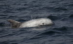 Rissos Dolphin, Pico Island, Azores