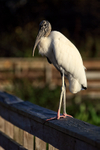 Wood Stork perched on boardwalk, Wakodahatchee Wetlands, Florida