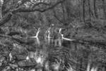 Waterfall at Glengarriff Nature Reserve, Ireland.