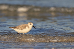 Sanderling wading in the sea, Fort De Soto, Florida