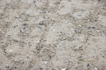 SBM_007485