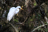 Great Egret, Corkscrew Swamp, Florida