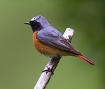 Common Redstart