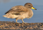 South African Yellow-billed Duck 1
