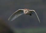 Barn Owl